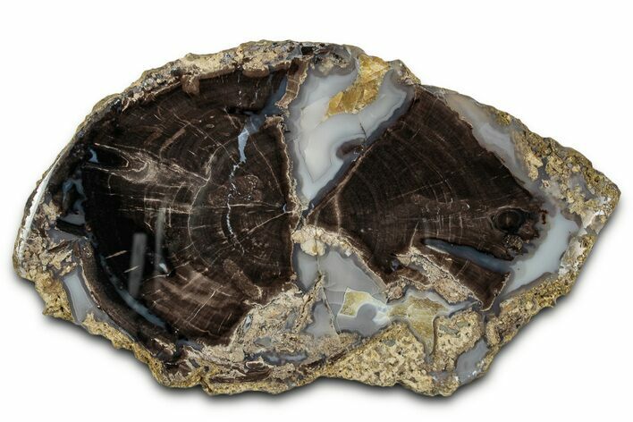 Petrified Wood (Schinoxylon) Round - Blue Forest, Wyoming #334999